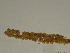  ( - GCUL-FDGK-138)  @11 [ ] CreativeCommons - Attribution Non-Commercial Share-Alike (2012) Saadullah Khan DR.SULTAN HERBARIUM, GC University Lahore