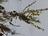  ( - GCUL-FDGK-139)  @11 [ ] CreativeCommons - Attribution Non-Commercial Share-Alike (2012) Saadullah Khan DR.SULTAN HERBARIUM, GC University Lahore
