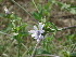  ( - GCUL-FDGK-148)  @11 [ ] CreativeCommons - Attribution Non-Commercial Share-Alike (2012) Saadullah Khan DR.SULTAN HERBARIUM, GC University Lahore