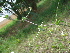  ( - GCUL-FDGK-149)  @11 [ ] CreativeCommons - Attribution Non-Commercial Share-Alike (2012) Saadullah Khan DR.SULTAN HERBARIUM, GC University Lahore