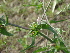  ( - GCUL-FDGK-150)  @11 [ ] CreativeCommons - Attribution Non-Commercial Share-Alike (2012) Saadullah Khan DR.SULTAN HERBARIUM, GC University Lahore