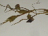 ( - GCUL-FDGK-161)  @11 [ ] CreativeCommons - Attribution Non-Commercial Share-Alike (2012) Saadullah Khan DR.SULTAN HERBARIUM, GC University Lahore