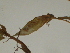  ( - GCUL-FDGK-163)  @11 [ ] CreativeCommons - Attribution Non-Commercial Share-Alike (2012) Saadullah Khan DR.SULTAN HERBARIUM, GC University Lahore