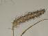  ( - GCUL-FDGK-182)  @11 [ ] CreativeCommons - Attribution Non-Commercial Share-Alike (2012) Saadullah Khan DR.SULTAN HERBARIUM, GC University Lahore