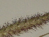 ( - GCUL-FDGK-183)  @11 [ ] CreativeCommons - Attribution Non-Commercial Share-Alike (2012) Saadullah Khan DR.SULTAN HERBARIUM, GC University Lahore