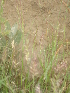  ( - GCUL-FDGK-184)  @11 [ ] CreativeCommons - Attribution Non-Commercial Share-Alike (2012) Saadullah Khan DR.SULTAN HERBARIUM, GC University Lahore