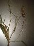  ( - GCUL-FDGK-185)  @11 [ ] CreativeCommons - Attribution Non-Commercial Share-Alike (2012) Saadullah Khan DR.SULTAN HERBARIUM, GC University Lahore