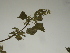  ( - GCUL-FDGK-187)  @11 [ ] CreativeCommons - Attribution Non-Commercial Share-Alike (2012) Saadullah Khan DR.SULTAN HERBARIUM, GC University Lahore