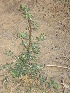  ( - GCUL-FDGK-190)  @11 [ ] CreativeCommons - Attribution Non-Commercial Share-Alike (2012) Saadullah Khan DR.SULTAN HERBARIUM, GC University Lahore
