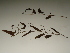  ( - GCUL-FDGK-191)  @11 [ ] CreativeCommons - Attribution Non-Commercial Share-Alike (2012) Saadullah Khan DR.SULTAN HERBARIUM, GC University Lahore