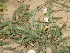 ( - GCUL-FDGK-194)  @11 [ ] CreativeCommons - Attribution Non-Commercial Share-Alike (2012) Saadullah Khan DR.SULTAN HERBARIUM, GC University Lahore