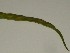  ( - GCUL-FDGK-197)  @11 [ ] CreativeCommons - Attribution Non-Commercial Share-Alike (2012) Saadullah Khan DR.SULTAN HERBARIUM, GC University Lahore