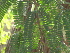  ( - GCUL-FDGK-199)  @11 [ ] CreativeCommons - Attribution Non-Commercial Share-Alike (2012) Saadullah Khan DR.SULTAN HERBARIUM, GC University Lahore
