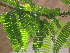  ( - GCUL-FDGK-200)  @11 [ ] CreativeCommons - Attribution Non-Commercial Share-Alike (2012) Saadullah Khan DR.SULTAN HERBARIUM, GC University Lahore