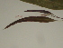  ( - GCUL-FDGK-212)  @11 [ ] CreativeCommons - Attribution Non-Commercial Share-Alike (2012) Saadullah Khan DR.SULTAN HERBARIUM, GC University Lahore