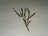  ( - GCUL-FDGK-266)  @11 [ ] CreativeCommons - Attribution Non-Commercial Share-Alike (2012) Saadullah Khan DR.SULTAN HERBARIUM, GC University Lahore