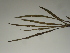  ( - GCUL-FDGK-267)  @11 [ ] CreativeCommons - Attribution Non-Commercial Share-Alike (2012) Saadullah Khan DR.SULTAN HERBARIUM, GC University Lahore