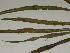  ( - GCUL-FDGK-268)  @11 [ ] CreativeCommons - Attribution Non-Commercial Share-Alike (2012) Saadullah Khan DR.SULTAN HERBARIUM, GC University Lahore