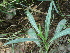  ( - GCUL-FDGK-269)  @11 [ ] CreativeCommons - Attribution Non-Commercial Share-Alike (2012) Saadullah Khan DR.SULTAN HERBARIUM, GC University Lahore