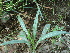  ( - GCUL-FDGK-270)  @11 [ ] CreativeCommons - Attribution Non-Commercial Share-Alike (2012) Saadullah Khan DR.SULTAN HERBARIUM, GC University Lahore