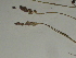  ( - GCUL-FDGK-296)  @11 [ ] CreativeCommons - Attribution Non-Commercial Share-Alike (2012) Saadullah Khan DR.SULTAN HERBARIUM, GC University Lahore