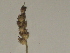  ( - GCUL-FDGK-297)  @11 [ ] CreativeCommons - Attribution Non-Commercial Share-Alike (2012) Saadullah Khan DR.SULTAN HERBARIUM, GC University Lahore