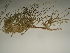 ( - GCUL-FDGK-298)  @11 [ ] CreativeCommons - Attribution Non-Commercial Share-Alike (2012) Saadullah Khan DR.SULTAN HERBARIUM, GC University Lahore