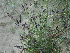  ( - GCUL-FDGK-299)  @11 [ ] CreativeCommons - Attribution Non-Commercial Share-Alike (2012) Saadullah Khan DR.SULTAN HERBARIUM, GC University Lahore