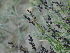  ( - GCUL-FDGK-300)  @11 [ ] CreativeCommons - Attribution Non-Commercial Share-Alike (2012) Saadullah Khan DR.SULTAN HERBARIUM, GC University Lahore