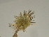  ( - GCUL-FDGK-312)  @11 [ ] CreativeCommons - Attribution Non-Commercial Share-Alike (2012) Saadullah Khan DR.SULTAN HERBARIUM, GC University Lahore