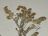  ( - GCUL-FDGK-328)  @11 [ ] CreativeCommons - Attribution Non-Commercial Share-Alike (2012) Saadullah Khan DR.SULTAN HERBARIUM, GC University Lahore