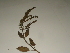  ( - GCUL-FDGK-341)  @11 [ ] CreativeCommons - Attribution Non-Commercial Share-Alike (2012) Saadullah Khan DR.SULTAN HERBARIUM, GC University Lahore