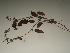  ( - GCUL-FDGK-342)  @11 [ ] CreativeCommons - Attribution Non-Commercial Share-Alike (2012) Saadullah Khan DR.SULTAN HERBARIUM, GC University Lahore