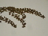  ( - GCUL-FDGK-343)  @11 [ ] CreativeCommons - Attribution Non-Commercial Share-Alike (2012) Saadullah Khan DR.SULTAN HERBARIUM, GC University Lahore