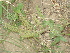  ( - GCUL-FDGK-344)  @11 [ ] CreativeCommons - Attribution Non-Commercial Share-Alike (2012) Saadullah Khan DR.SULTAN HERBARIUM, GC University Lahore