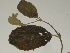  ( - GCUL-FDGK-362)  @11 [ ] CreativeCommons - Attribution Non-Commercial Share-Alike (2012) Saadullah Khan DR.SULTAN HERBARIUM, GC University Lahore