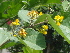  ( - GCUL-FDGK-363)  @11 [ ] CreativeCommons - Attribution Non-Commercial Share-Alike (2012) Saadullah Khan DR.SULTAN HERBARIUM, GC University Lahore
