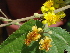  ( - GCUL-FDGK-364)  @11 [ ] CreativeCommons - Attribution Non-Commercial Share-Alike (2012) Saadullah Khan DR.SULTAN HERBARIUM, GC University Lahore