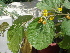  ( - GCUL-FDGK-365)  @11 [ ] CreativeCommons - Attribution Non-Commercial Share-Alike (2012) Saadullah Khan DR.SULTAN HERBARIUM, GC University Lahore