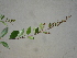  ( - GCUL-FDGK-369)  @11 [ ] CreativeCommons - Attribution Non-Commercial Share-Alike (2012) Saadullah Khan DR.SULTAN HERBARIUM, GC University Lahore