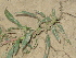  (Alternanthera paronychioides - GCUL-FDGK-381)  @11 [ ] CreativeCommons - Attribution Non-Commercial Share-Alike (2013) Saadullah Khan DR.SULTAN HERBARIUM, GC University Lahore