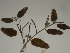  ( - GCUL-FDGK-386)  @11 [ ] CreativeCommons - Attribution Non-Commercial Share-Alike (2013) Saadullah Khan DR.SULTAN HERBARIUM, GC University Lahore