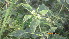  (Chrozophora - GCUL-FDGK-415)  @11 [ ] CreativeCommons - Attribution Non-Commercial Share-Alike (2013) Saadullah Khan DR.SULTAN HERBARIUM, GC University Lahore