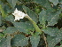  (Datura fastuosa - GCUL-FDGK-450)  @11 [ ] CreativeCommons - Attribution Non-Commercial Share-Alike (2013) Saadullah Khan DR.SULTAN HERBARIUM, GC University Lahore