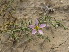  ( - GCUL-FDGK-502)  @11 [ ] CreativeCommons - Attribution Non-Commercial Share-Alike (2013) Saadullah Khan DR.SULTAN HERBARIUM, GC University Lahore