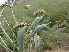  ( - GCUL-FDGK-506)  @11 [ ] CreativeCommons - Attribution Non-Commercial Share-Alike (2013) Saadullah Khan DR.SULTAN HERBARIUM, GC University Lahore