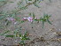  (Polygonum plebijum - GCUL-FDGK-507)  @11 [ ] CreativeCommons - Attribution Non-Commercial Share-Alike (2013) Saadullah Khan DR.SULTAN HERBARIUM, GC University Lahore