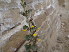  ( - GCUL-FDGK-508)  @11 [ ] CreativeCommons - Attribution Non-Commercial Share-Alike (2013) Saadullah Khan DR.SULTAN HERBARIUM, GC University Lahore