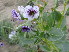  ( - GCUL-FDGK-509)  @11 [ ] CreativeCommons - Attribution Non-Commercial Share-Alike (2013) Saadullah Khan DR.SULTAN HERBARIUM, GC University Lahore