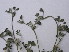  ( - GCUL-FDGK-513)  @11 [ ] CreativeCommons - Attribution Non-Commercial Share-Alike (2013) Saadullah Khan DR.SULTAN HERBARIUM, GC University Lahore